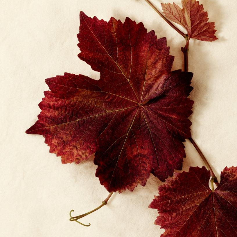Rotes Weinlaub als pflanzlicher Inhaltsstoff